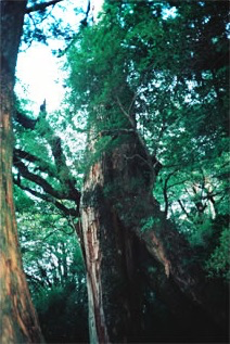 屋久杉